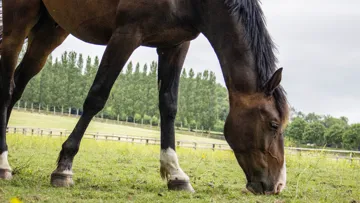 Pour prévenir les ulcères gastriques, l’article conseille une alimentation riche en fibres et régulière, un accès à l’eau, moins de stress, et un complément en soutien.