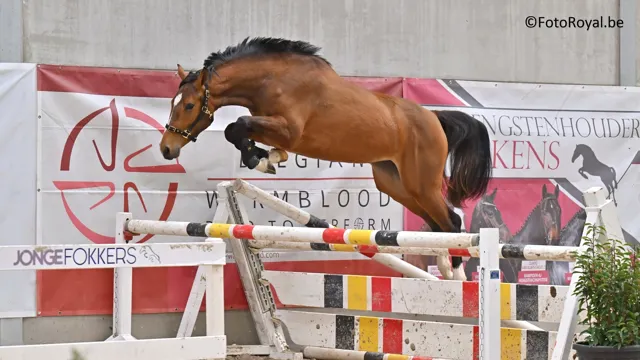 Vrijspringen BWP Wambeek op 21 maart: inschrijven kan nu