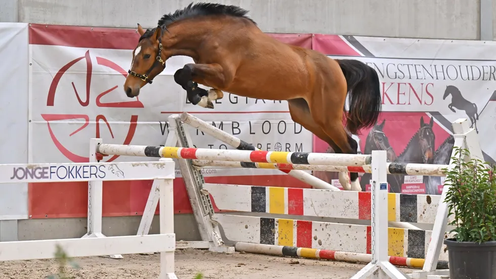 Vrijspringen BWP Wambeek op 21 maart: inschrijven kan nu