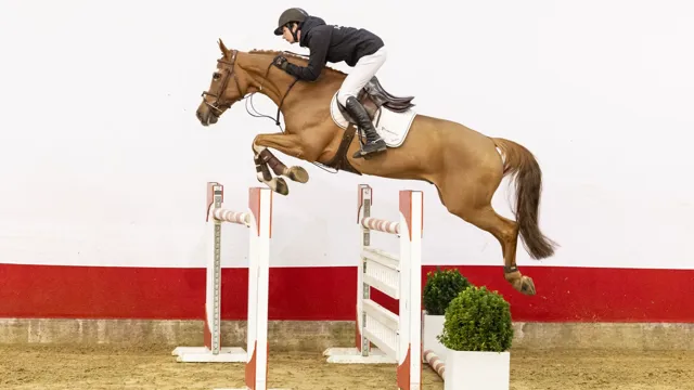 De negenjarige Rush de la Liniere (Nesquick de la Liere x Figo de Muze) heeft 1.40m-ervaring en verhuist voor 40.000 euro naar Mexico