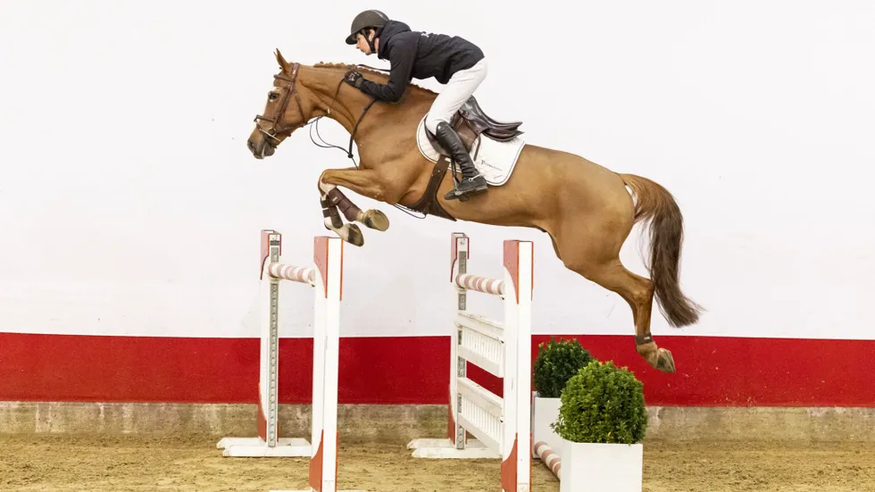 De negenjarige Rush de la Liniere (Nesquick de la Liere x Figo de Muze) heeft 1.40m-ervaring en verhuist voor 40.000 euro naar Mexico