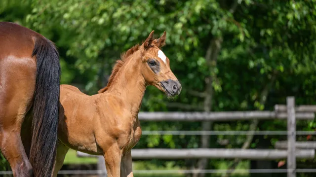 Elvo Stables onderscheidt zich als referentie door traditie, excellentie en moderniteit te combineren met het Elvo’s Foals Festival.