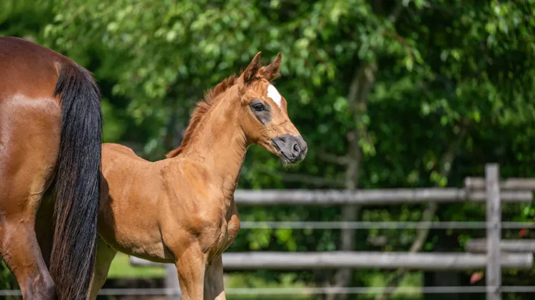 Elvo Stables onderscheidt zich als referentie door traditie, excellentie en moderniteit te combineren met het Elvo’s Foals Festival.