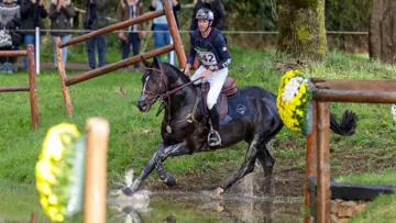 Selon Gérard Brescon, Dartagnan de Béliard, ici au Mondial du Lion, est le plus beau cheval qu’il ait fait naître.