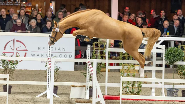 BWP Top Stallion Auction beleeft een absolute climax: Attack T veilingtopper voor 225.000 euro