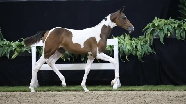 Lady de L’Ile Z (United Touch S x Copabella Visage)