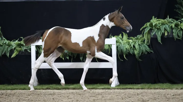 Lady de L’Ile Z (United Touch S x Copabella Visage)