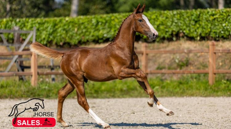 Un top price à 37 000 euros pour la récente enchère de poulains HorseSales.Auction!
