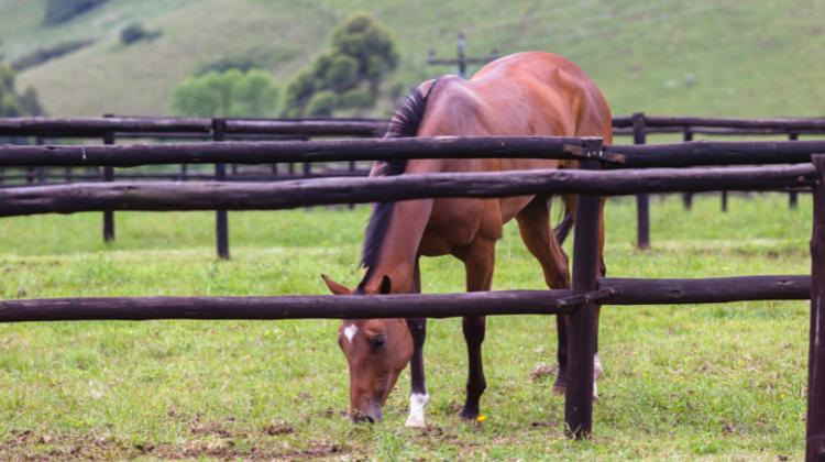 Hébergement au champ : comment bien accueillir ses chevaux chez soi ?