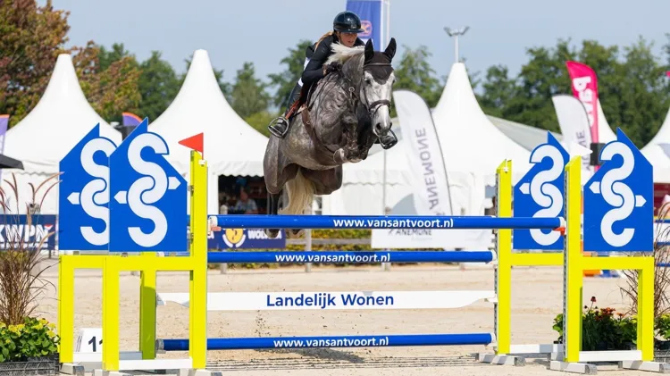 Van wildcard tot veilingtopper: de vijfjarige Rapido (Nixon van ’t Meulenhof x Mr. Blue) werd voor 60.000 euro verkocht naar Mexico.