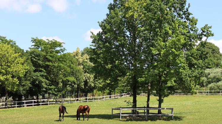 Mares Of Macha