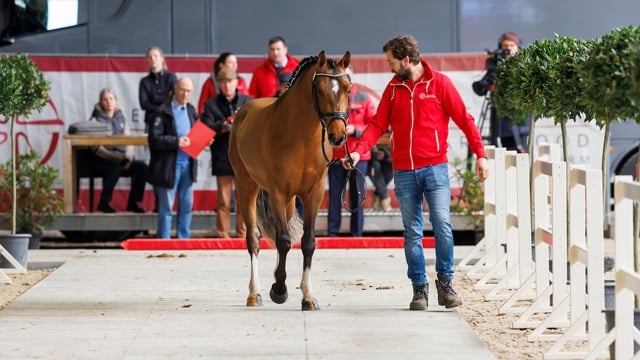 Aftellen naar de BRp hengstenkeuring