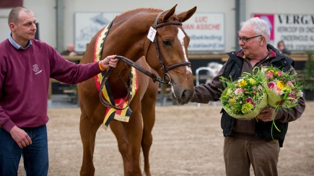 Leo Vermeiren met Equitron Naxcel V tijdens de BWP Hengstenkeuring