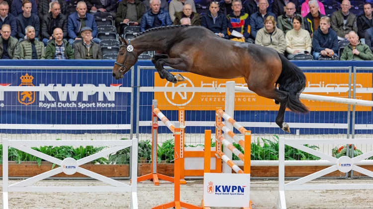 O'Neill van 't Eigenlo levert veilingtopper KWPN Select Sale