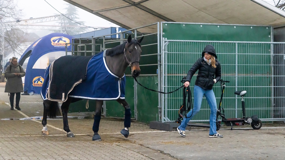 De internationale selecties