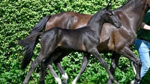 Belgian Foal Auction is op zoek naar veulens