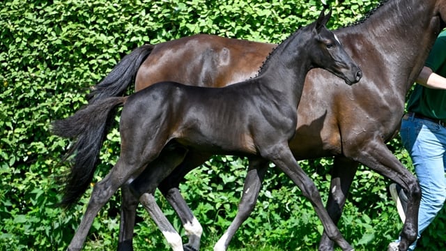 Belgian Foal Auction is op zoek naar veulens