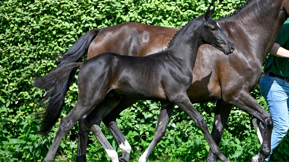 Belgian Foal Auction is op zoek naar veulens