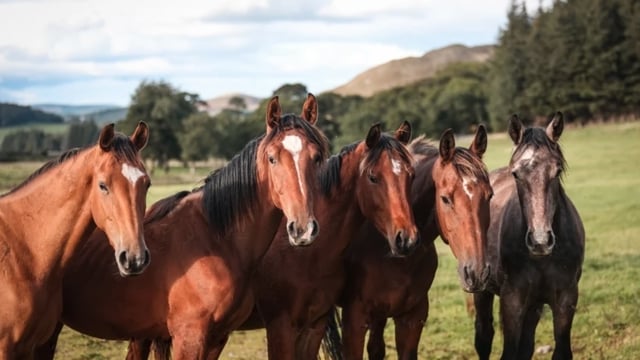 Rondom de crack Hello Sanctos groeien de veulens en jonge paarden die door Scott Brash gefokt zijn vredig op, in een idyllische omgeving.