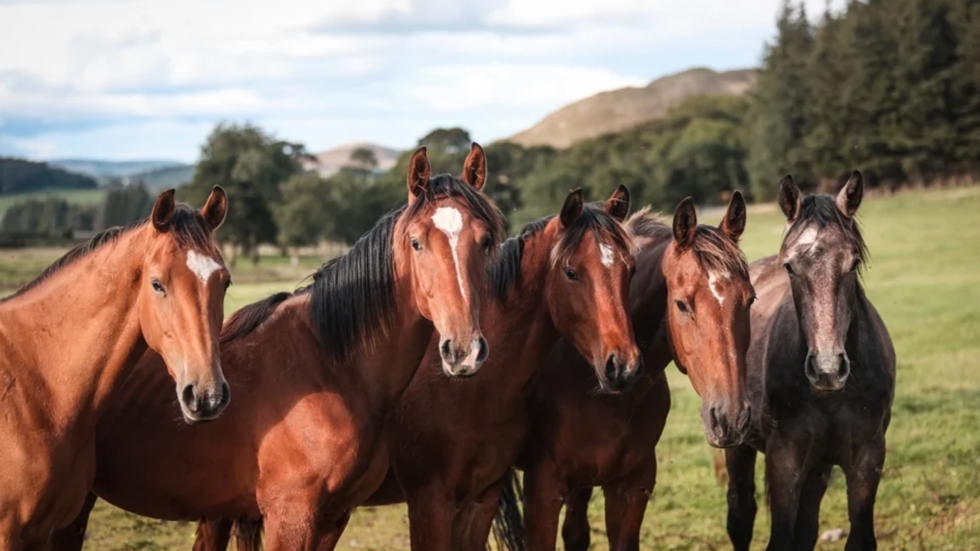 Rondom de crack Hello Sanctos groeien de veulens en jonge paarden die door Scott Brash gefokt zijn vredig op, in een idyllische omgeving.