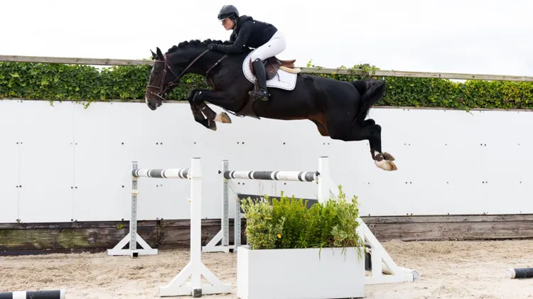 De vierjarige Vargas van de Citadel (Pegase van ’t Ruytershof) is verkocht voor 55,000 euro