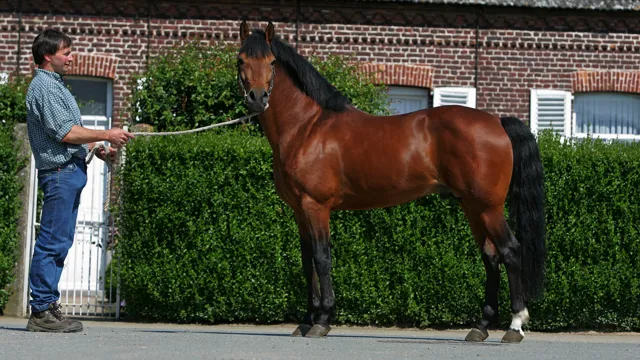 In memoriam – Calypso van de Vondelhoeve (1998–2026) 