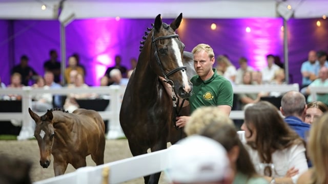 Olympische merrie Ornellaia (For Pleasure) keert terug naar Engeland voor 136.000 euro