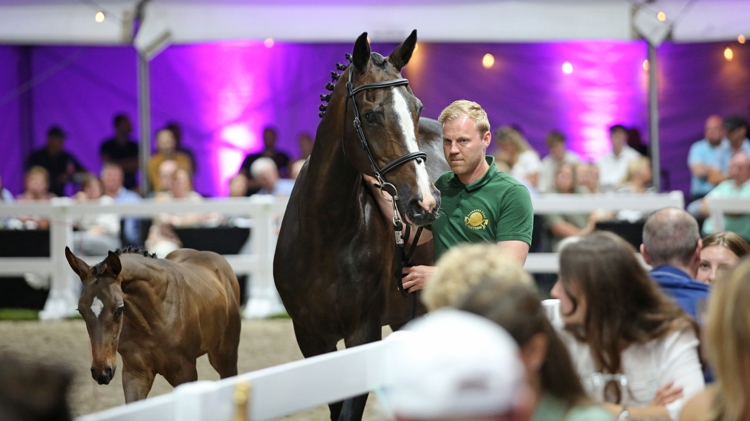 Olympische merrie Ornellaia (For Pleasure) keert terug naar Engeland voor 136.000 euro