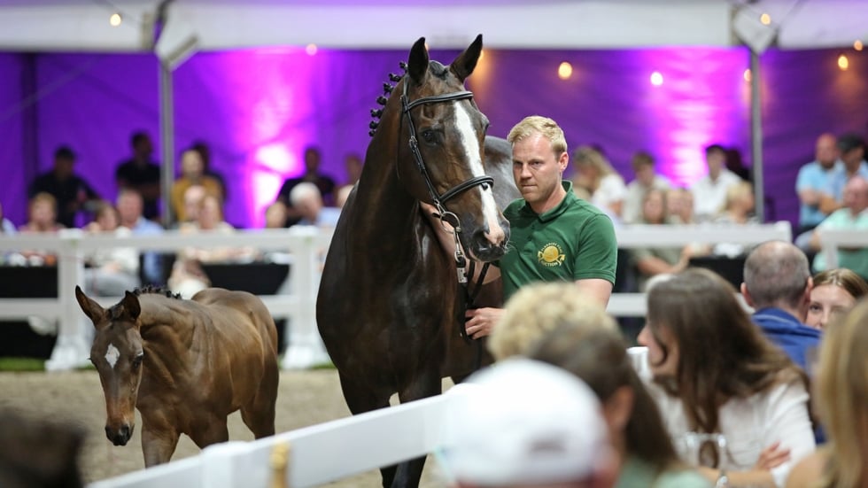 Olympische merrie Ornellaia (For Pleasure) keert terug naar Engeland voor 136.000 euro