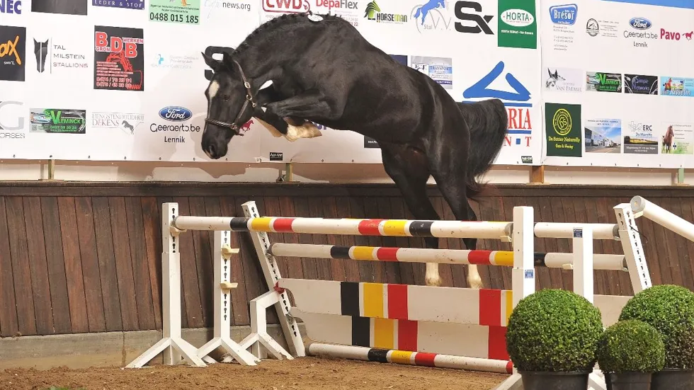 Orak d'Hamwyck wist zowel te winnen als paard en als vader van de deelnemers