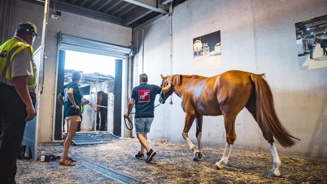 Een belangrijke rol in de organisatie van het transport werd gespeeld door het Belgische bedrijf European Horse Services (EHS)