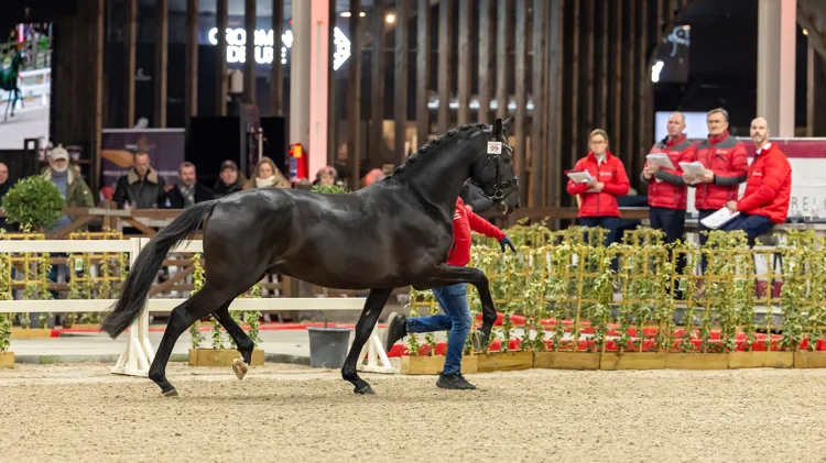  Avici E.C.H. is één van de hengsten die groen licht kreeg voor de derde fase