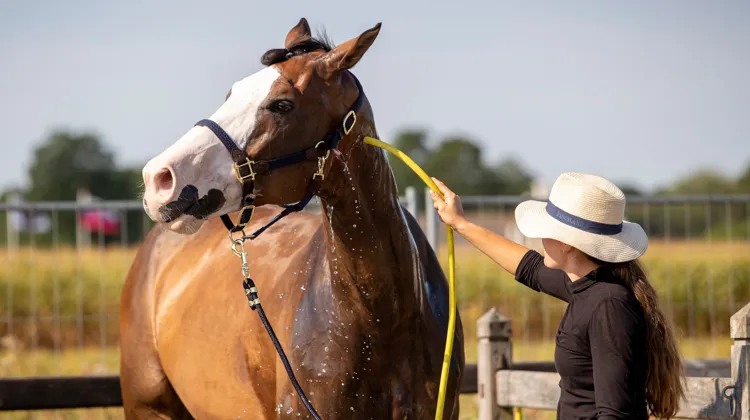 Au-delà de vingt-cinq degrès, surtout lorsque l’humidité augmente ou que l’exercice se prolonge, la capacité du cheval à réguler sa température corporelle peut être mise à rude épreuve.