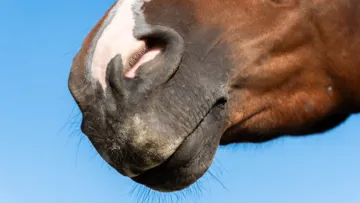 Respiral de PaskaCheval pour le confort respiratoire des équidés