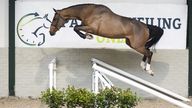 Bekijk nu de volledige collectie jonge paarden & embryos
