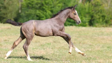 Quattrocento DK