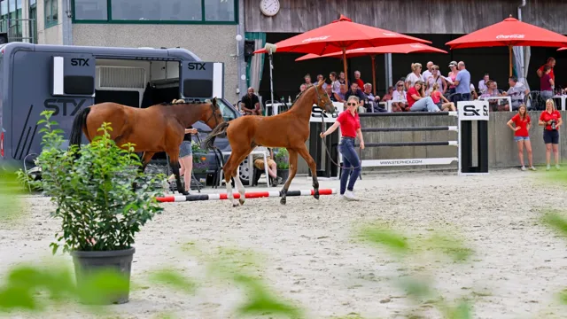 Ontdek de toekomst van de sport tijdens Dag van de Fokker