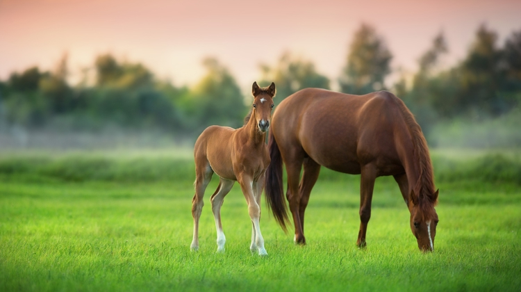 Le sainfoin made in France, l’or en fibres d’Equifolia