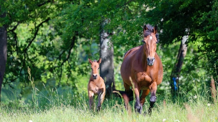 Le terroir, au sens très large du terme, influe encore largement sur le succès des éleveurs, et donc sur les résultats des livres de race que leurs chevaux représentent en compétition.
