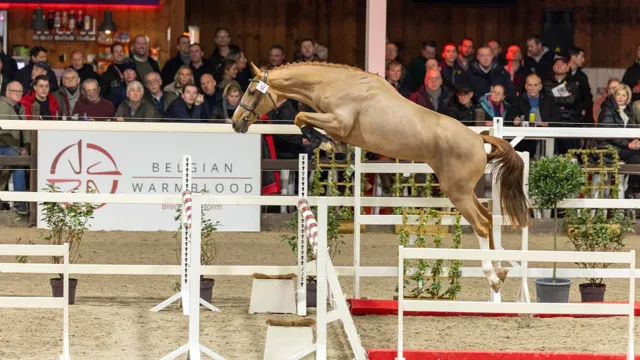 Amadeus Van 't Zaveleinde is één van de hengsten in de veiling