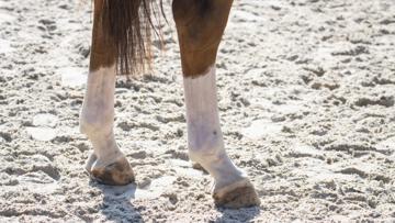 Et si votre cheval avait une tendinite ? 
