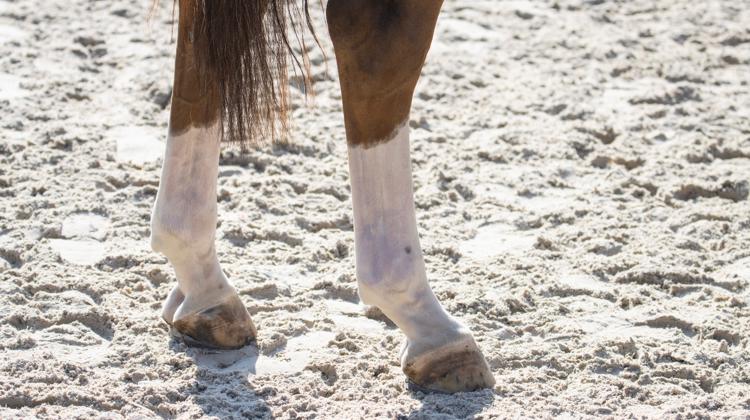 Et si votre cheval avait une tendinite ? 