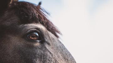 Le bien-être des chevaux de sport sera un thème central de débat et de travail en cette année post-olympique.