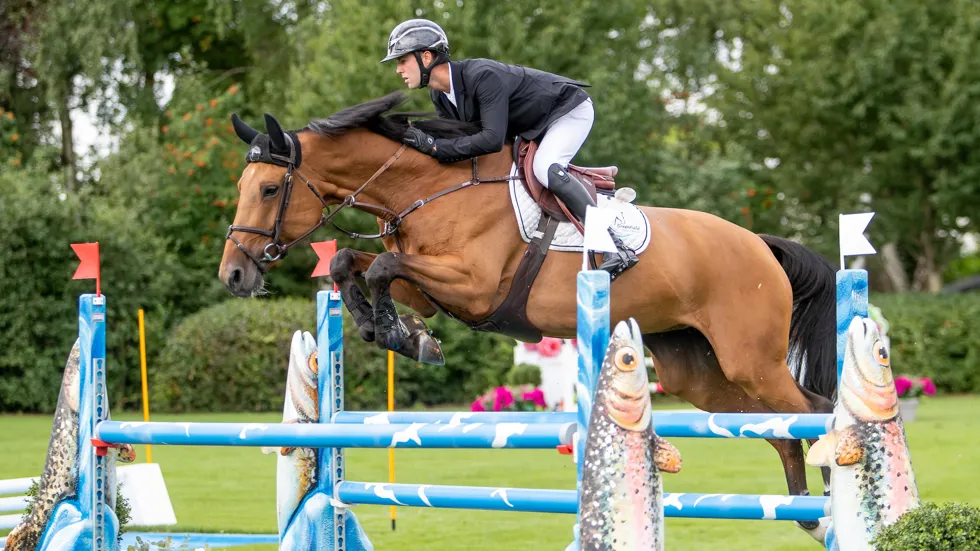 Lavanoche T&L Z kennen we nog van onder het zadel van Gilles Thomas