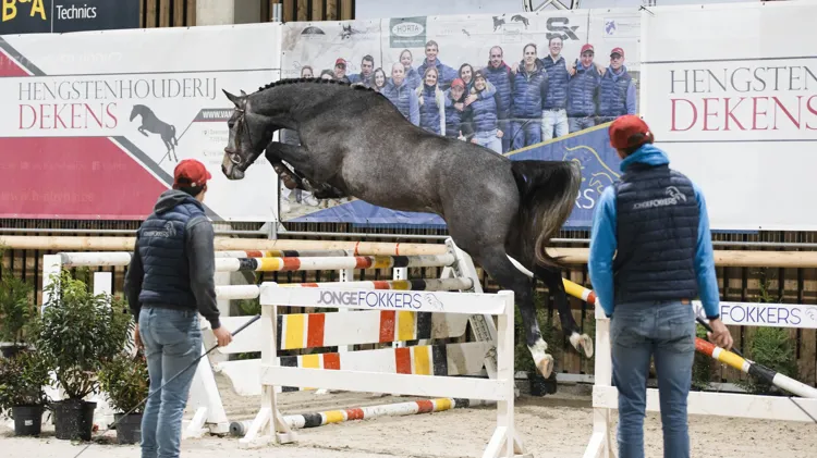 Vrijspringen Jonge Fokkers