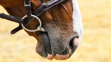 La question des embouchures et des enrênements, qu’il s’agisse de l’interdiction partielle des rênes allemandes ou de la possibilité de dérouler des reprises de dressage en filet simple, figure parmi les sujets les plus fréquemment traités au cœur des évolutions réglementaires.