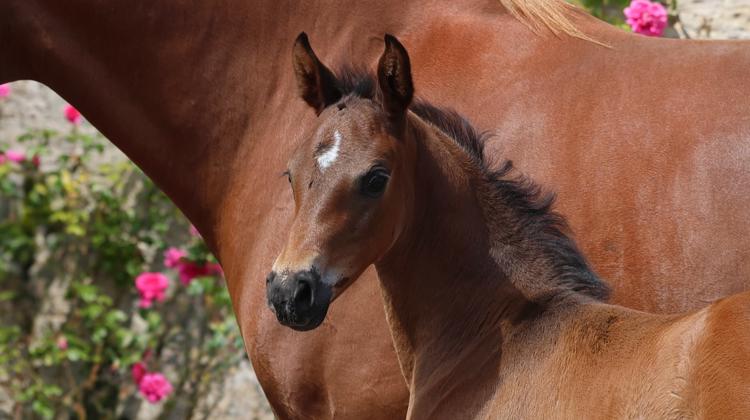 Normandy Genetic Auction, une vente de femelles sans frais acheteurs présentée par l'agence Nash Auction