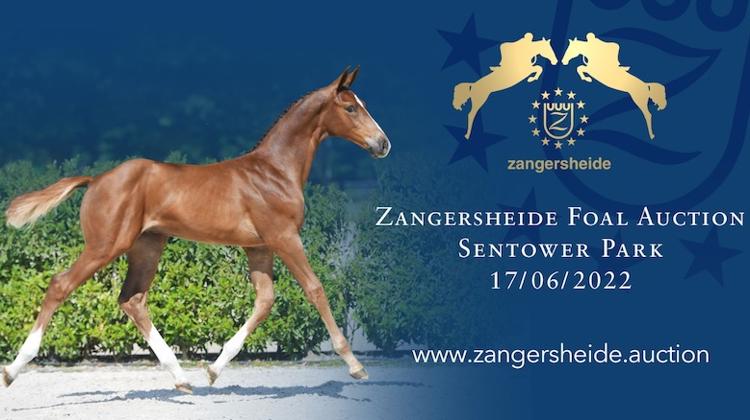 Vente aux enchères de foals de Zangersheide ce vendredi 17 juin