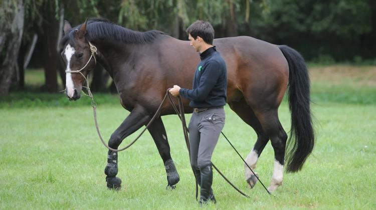 Le Certificat bien-être du cheval la Cense, une formation certifiante qualitative pour les professionnels et les amateurs