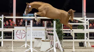 Ontdek de springkampioenen van morgen op 21 maart in Kester